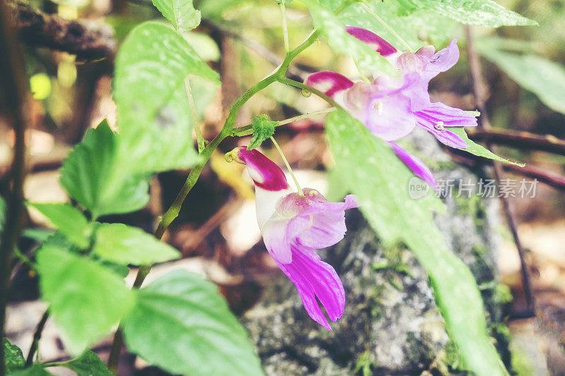 鹦鹉花凤仙花在Doi Luang Chiang岛，泰国